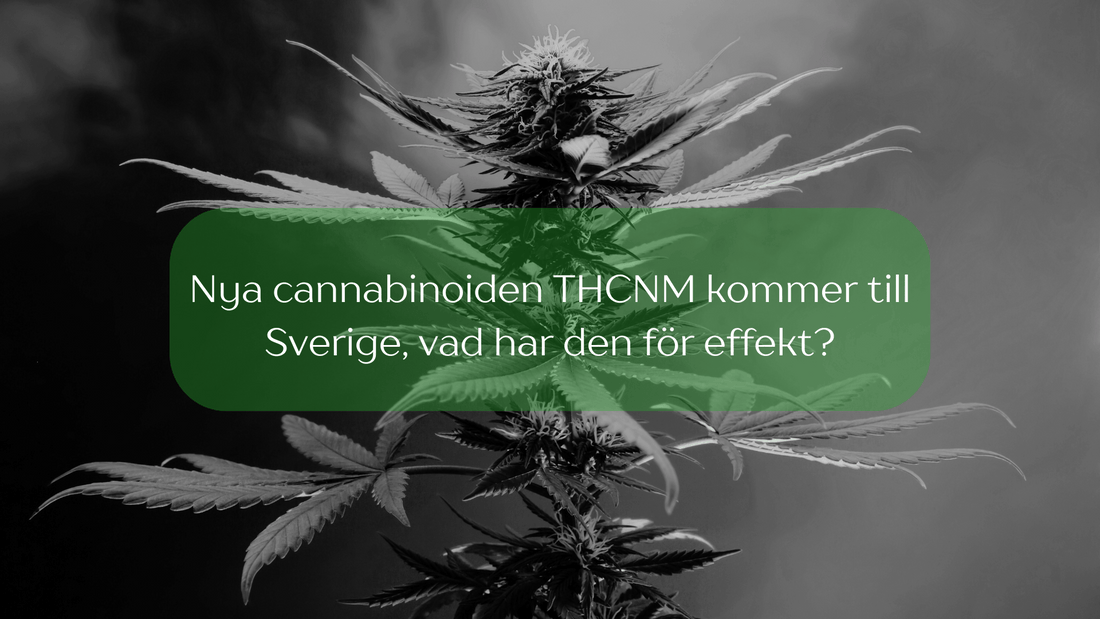 Nya cannabinoiden THCNM kommer till Sverige, vad har den för effekt?