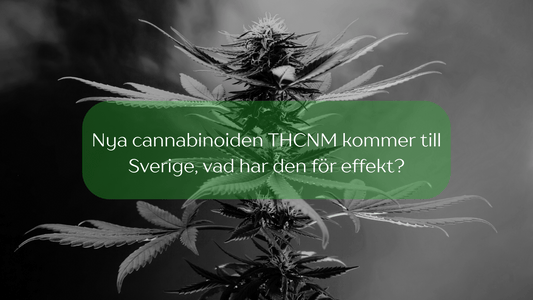 Nya cannabinoiden THCNM kommer till Sverige, vad har den för effekt?