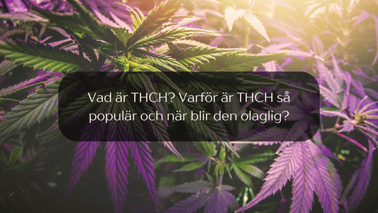 Vad är THCH? Varför är THCH populärt och när blir THCH olagligt?