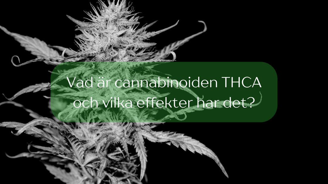 Vad är THCA? Är det lagligt i Sverige och vilka effekter har det?