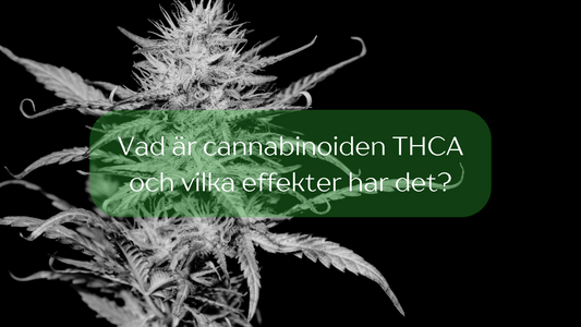 Vad är THCA? Är det lagligt i Sverige och vilka effekter har det?