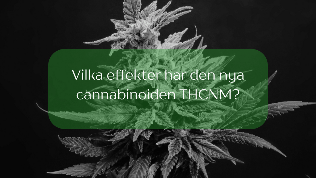 Vilka effekter har den nya cannabinoiden THCNM?